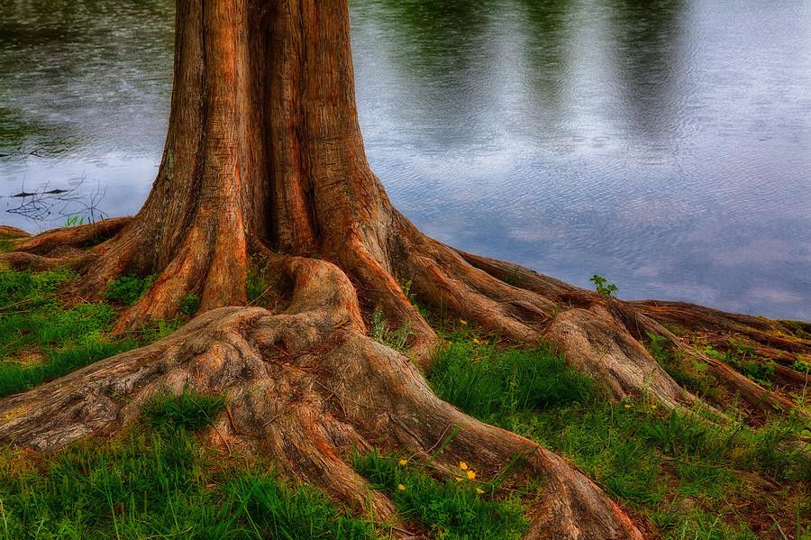 Wie Ein Baum Mit Tiefen Wurzeln Evang Luth Kirchengemeinde   Deep Roots Tree On North Carolina Lake Dan Carmichael 